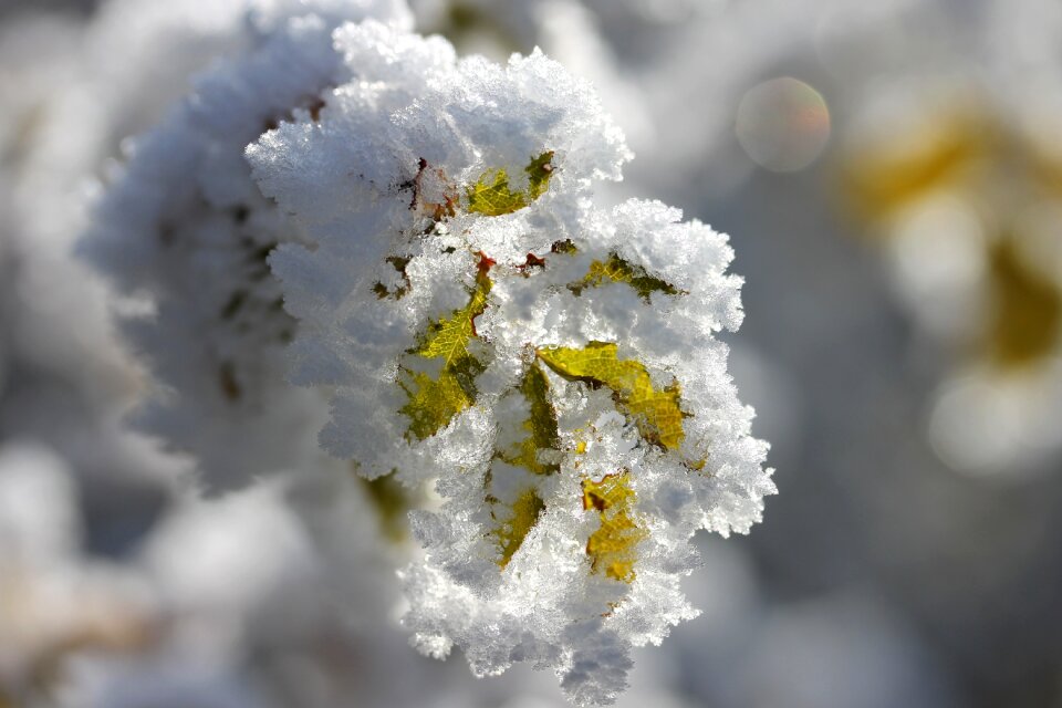 Frozen macro nature