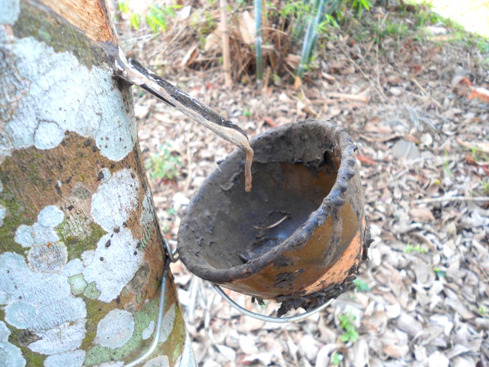 Rubber plantation near Fushan town, Hainan, China - 02