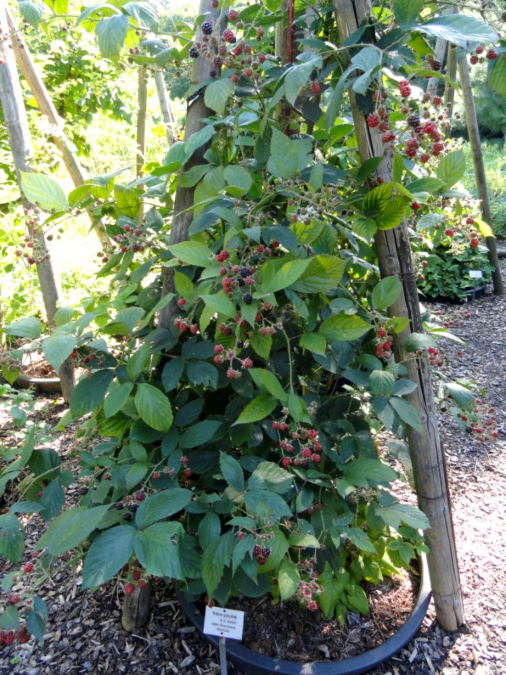 Rubus galeatus - Botanischer Garten, Frankfurt am Main - DSC02478