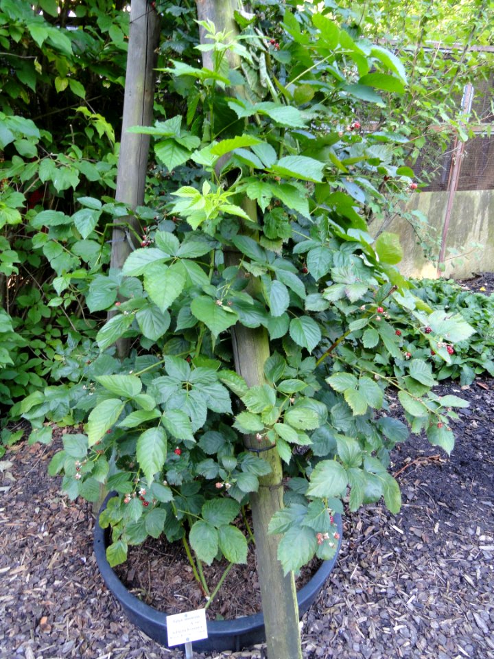 Rubus nessensis - Botanischer Garten, Frankfurt am Main - DSC02458