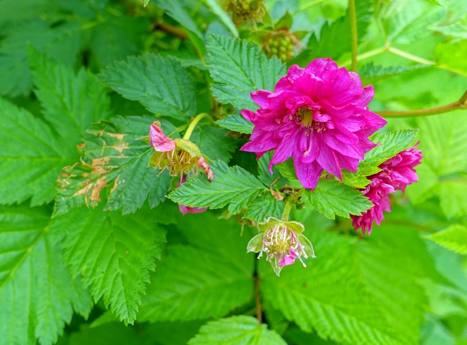 Rubus spectabilis 'Olympic Double' - Hillier Gardens - Romsey, Hampshire, England - DSC04487