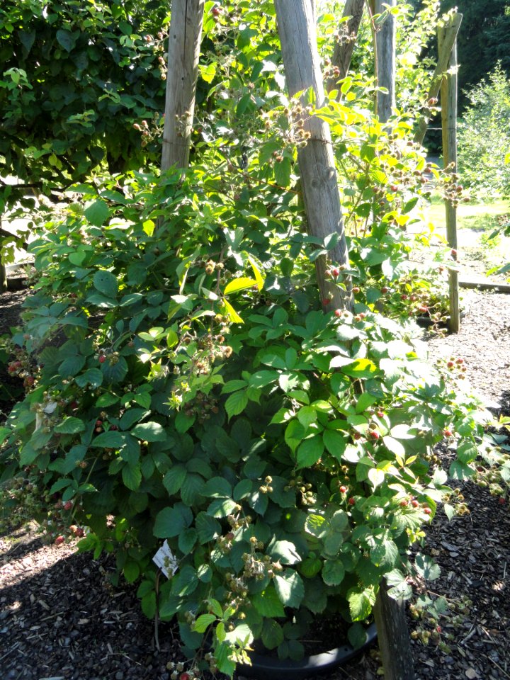 Rubus schlechtendalii - Botanischer Garten, Frankfurt am Main - DSC02481