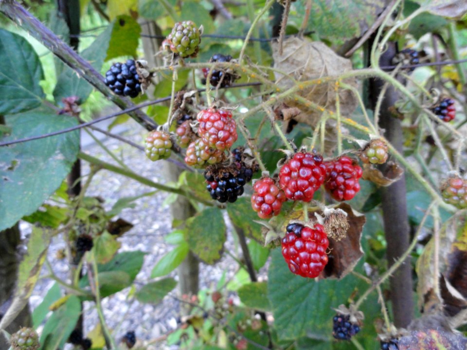Rubus pedemontanus - Botanischer Garten, Frankfurt am Main - DSC02494