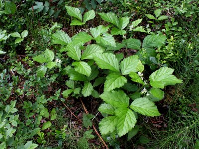 Rubus saxatilis Kiiminki, Finland 16.06.2013
