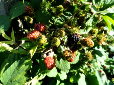 Rubus schlechtendalii - Botanischer Garten, Frankfurt am Main - DSC02482