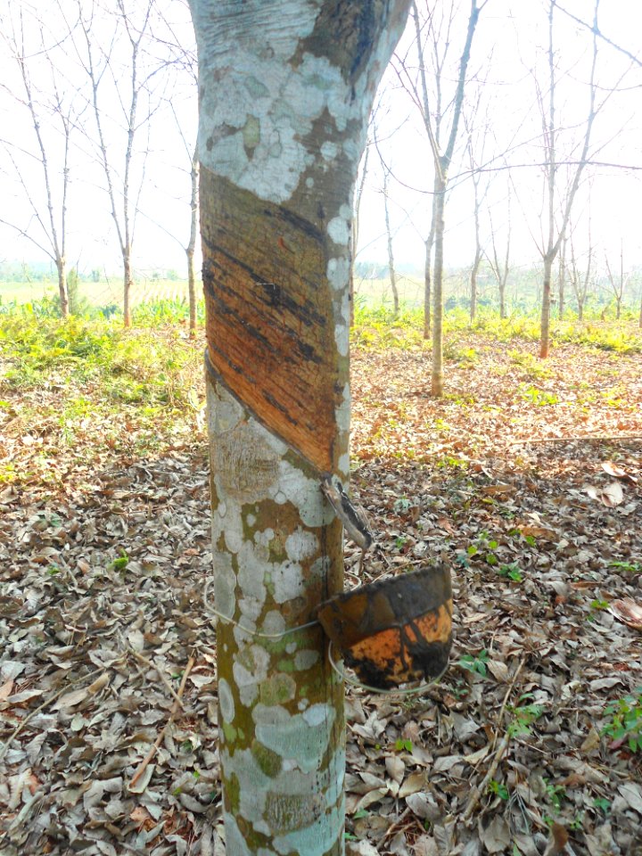 Rubber plantation near Fushan town, Hainan, China - 01