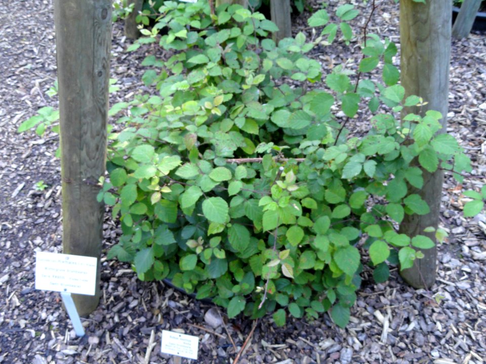 Rubus vestitus - Botanischer Garten, Frankfurt am Main - DSC02477