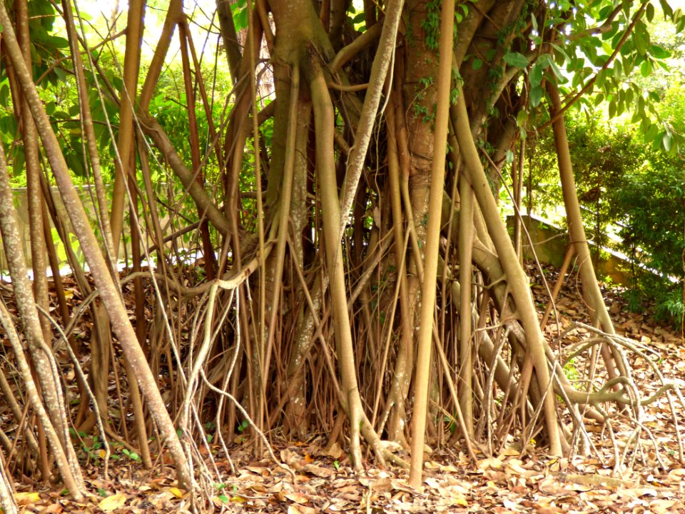 Rubber fig (Ficus elastica) aerial roots