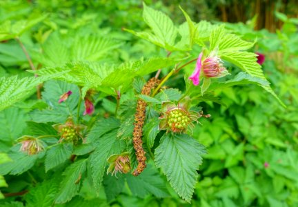 Rubus spectabilis 'Olympic Double' - Hillier Gardens - Romsey, Hampshire, England - DSC04489