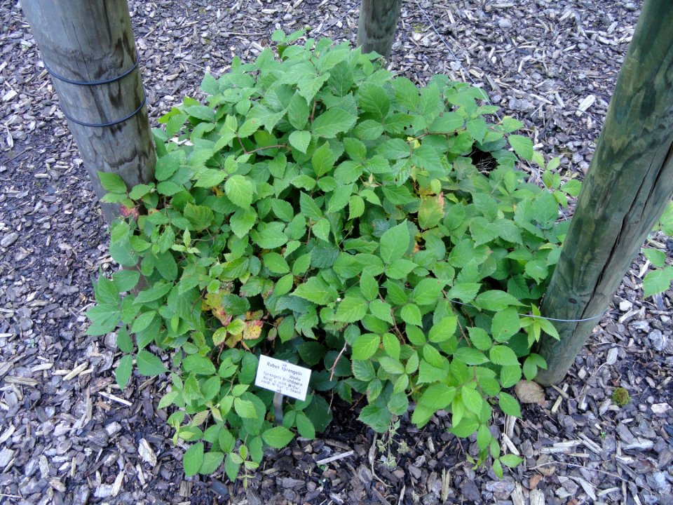Rubus sprengelii - Botanischer Garten, Frankfurt am Main - DSC02495