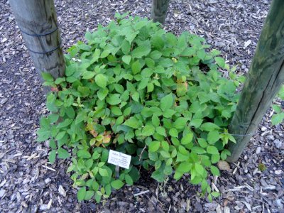 Rubus sprengelii - Botanischer Garten, Frankfurt am Main - DSC02495
