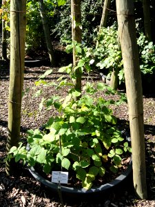 Rubus visurgianus - Botanischer Garten, Frankfurt am Main - DSC02439