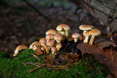 Nature mushrooms on tree seasons