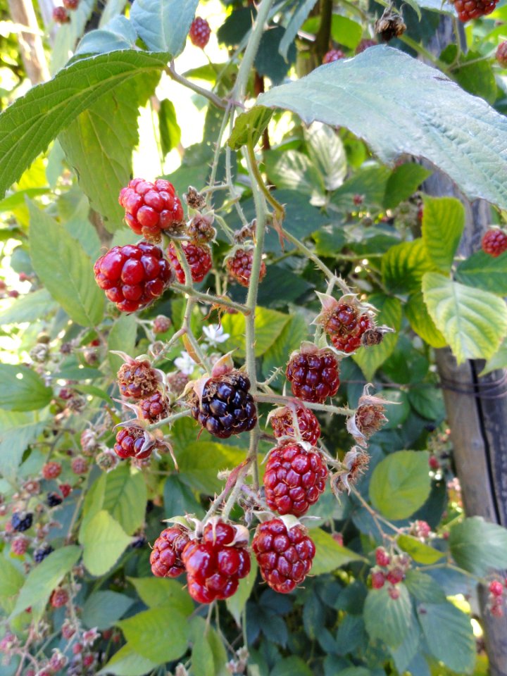 Rubus galeatus - Botanischer Garten, Frankfurt am Main - DSC02479