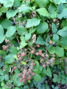 Rubus rudis - Botanischer Garten, Frankfurt am Main - DSC02461 photo