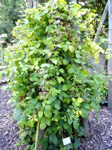 Rubus conspicuus - Botanischer Garten, Frankfurt am Main - DSC02488