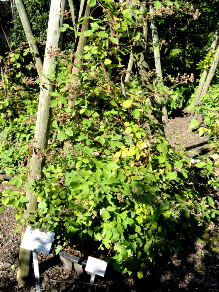 Rubus hystricopsis - Botanischer Garten, Frankfurt am Main - DSC02441
