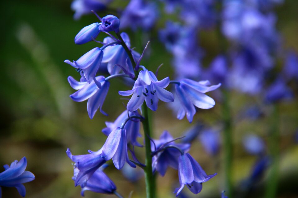 Plant flower garden