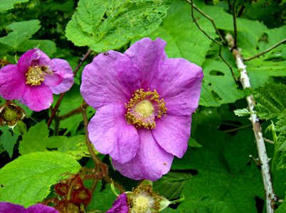 Rubus odoratus, 2012-05-29, Verona