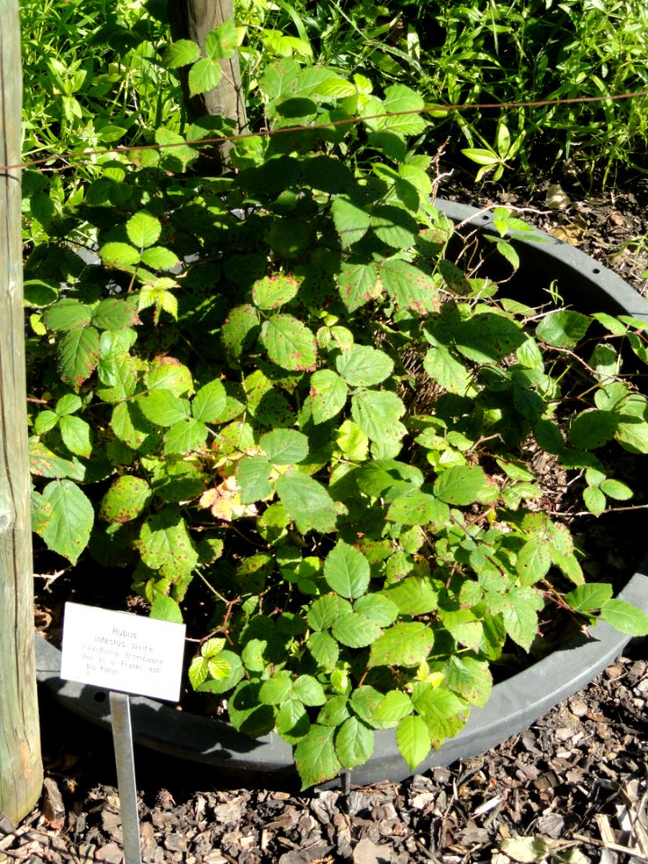 Rubus infestus - Botanischer Garten, Frankfurt am Main - DSC02490