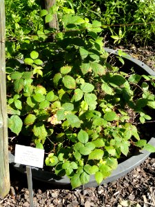 Rubus infestus - Botanischer Garten, Frankfurt am Main - DSC02490