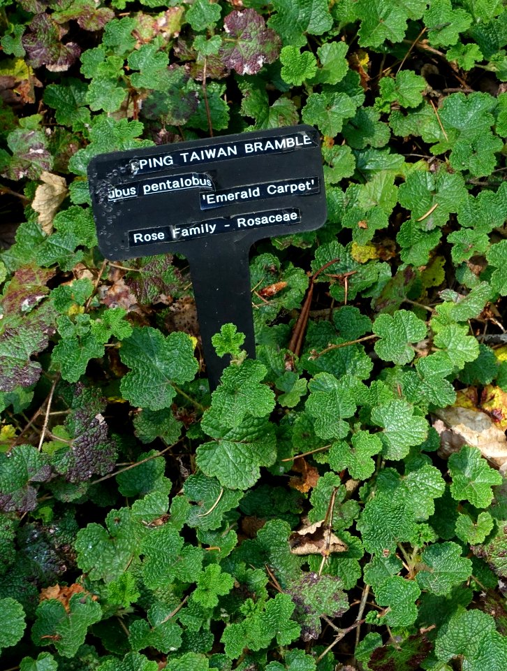 Rubus rolfei 'Emerald Carpet' (Rubus pentalobus) - VanDusen Botanical Garden - Vancouver, BC - DSC06964