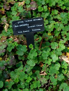Rubus rolfei 'Emerald Carpet' (Rubus pentalobus) - VanDusen Botanical Garden - Vancouver, BC - DSC06964