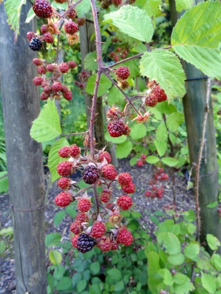 Rubus schnedleri - Botanischer Garten, Frankfurt am Main - DSC02497