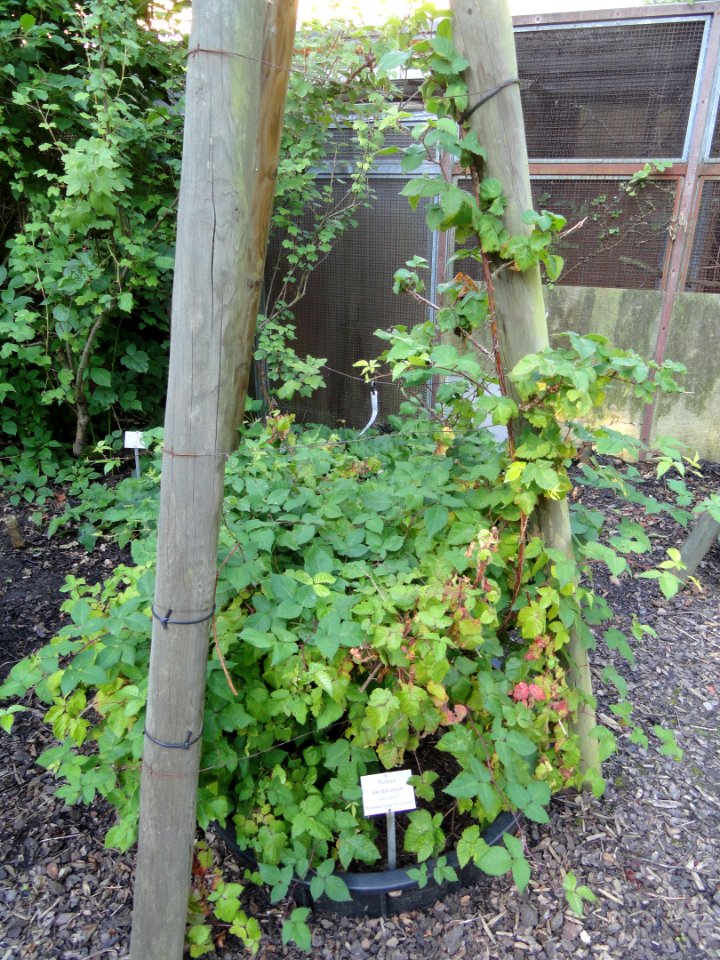 Rubus senticosus - Botanischer Garten, Frankfurt am Main - DSC02452