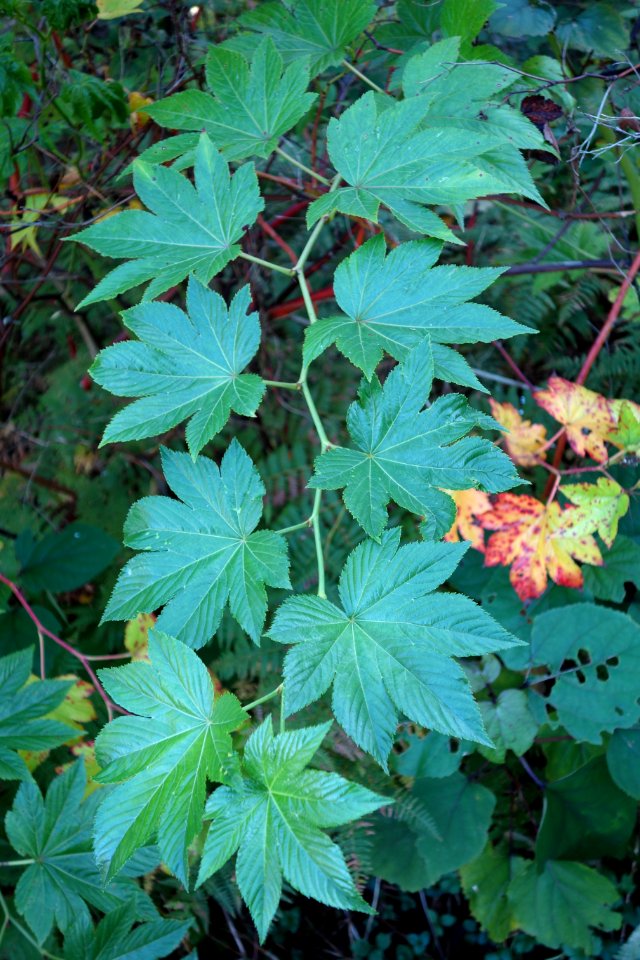 Rubus trifidus - San Francisco Botanical Garden - DSC09981