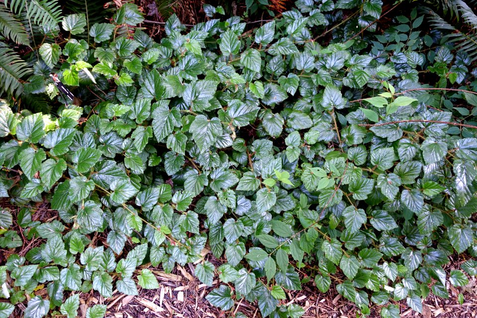 Rubus tricolor - UBC Botanical Garden - Vancouver, Canada - DSC07735