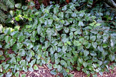 Rubus tricolor - UBC Botanical Garden - Vancouver, Canada - DSC07735
