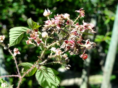Rubus hystricopsis - Botanischer Garten, Frankfurt am Main - DSC02443