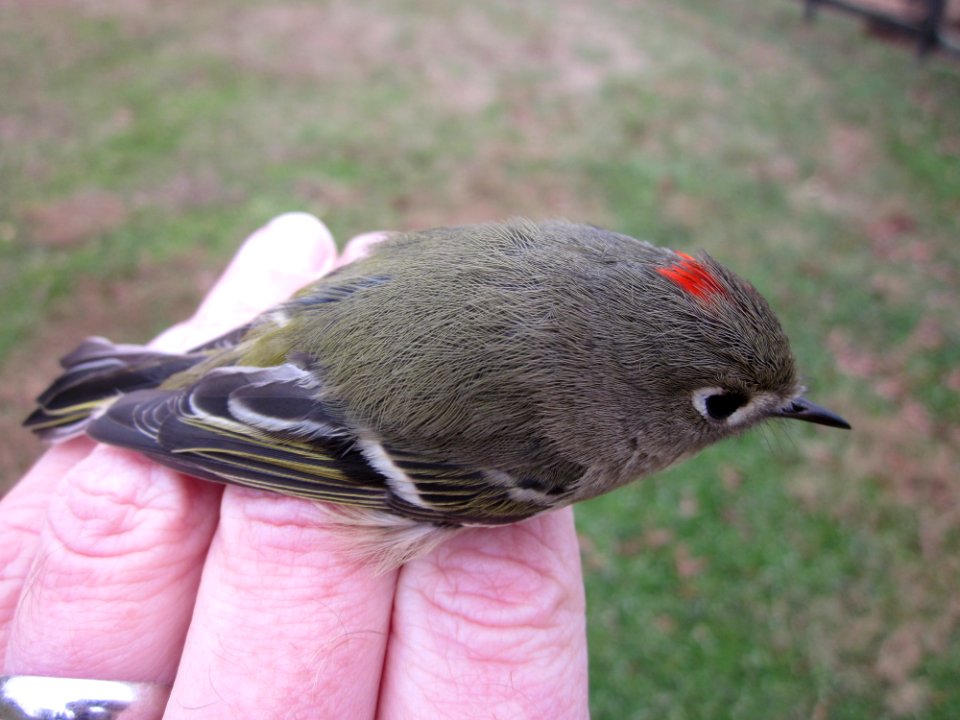 Ruby-crowned kinglet in hand
