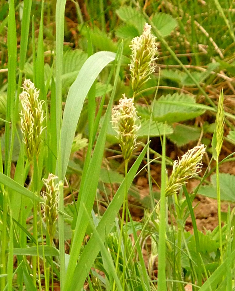 Ruchgras Bogenberg