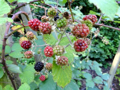 Rubus bifrons - Botanischer Garten, Frankfurt am Main - DSC02472