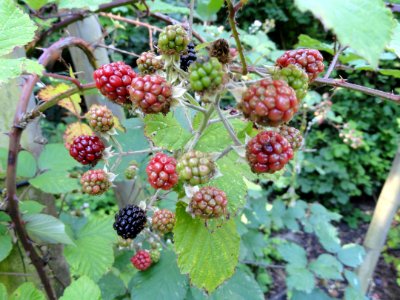 Rubus bifrons - Botanischer Garten, Frankfurt am Main - DSC02472 photo