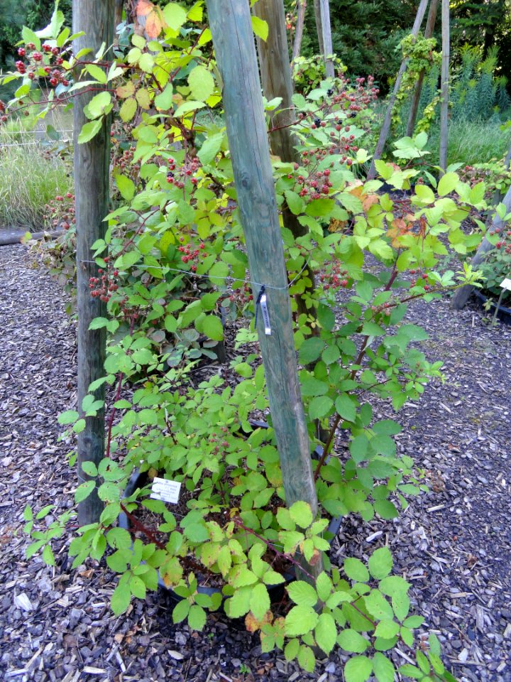 Rubus atrovinosus - Botanischer Garten, Frankfurt am Main - DSC02474