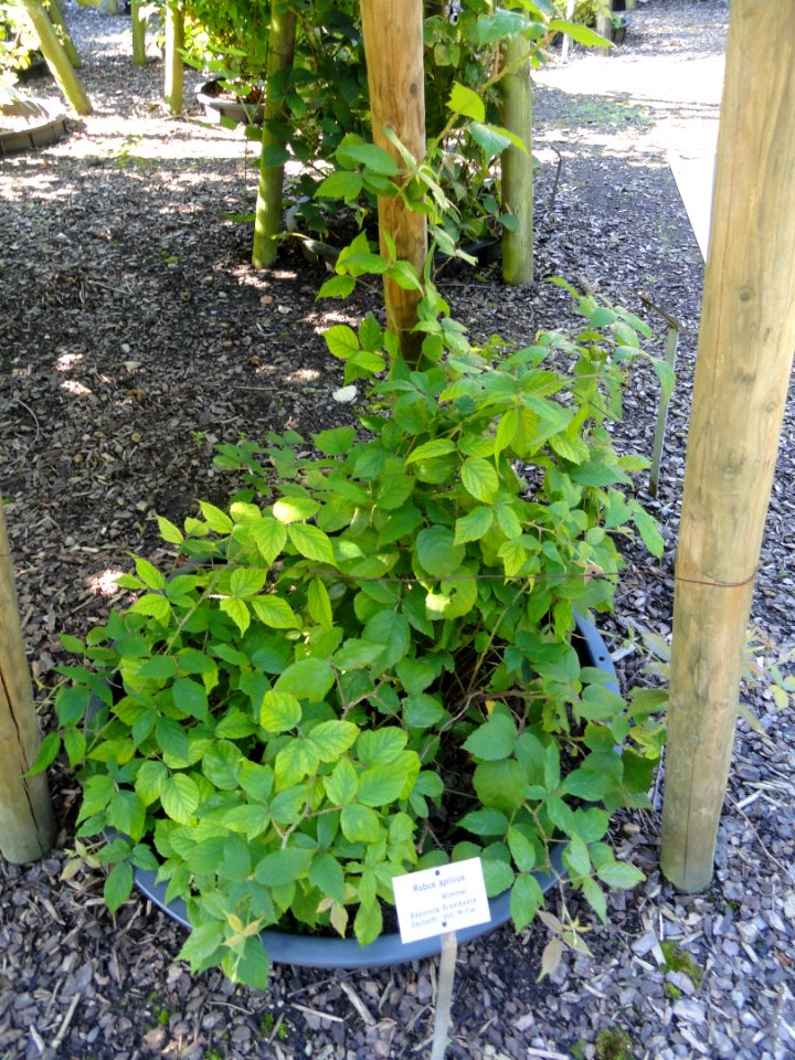 Rubus apricus - Botanischer Garten, Frankfurt am Main - DSC02484