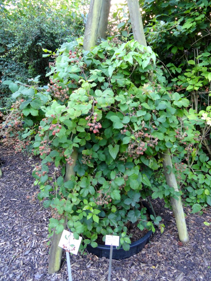Rubus rudis - Botanischer Garten, Frankfurt am Main - DSC02460