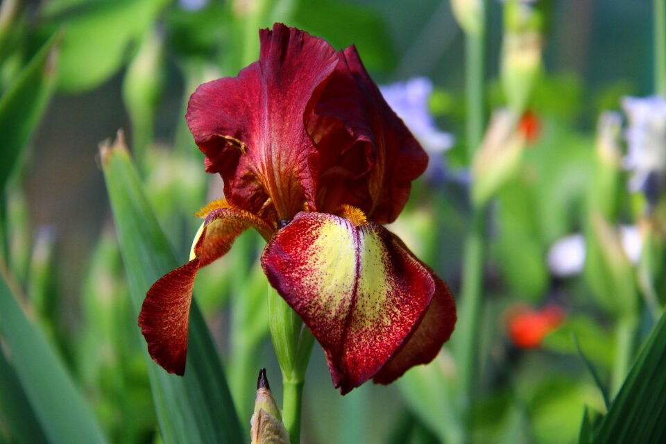 Garden nature plant