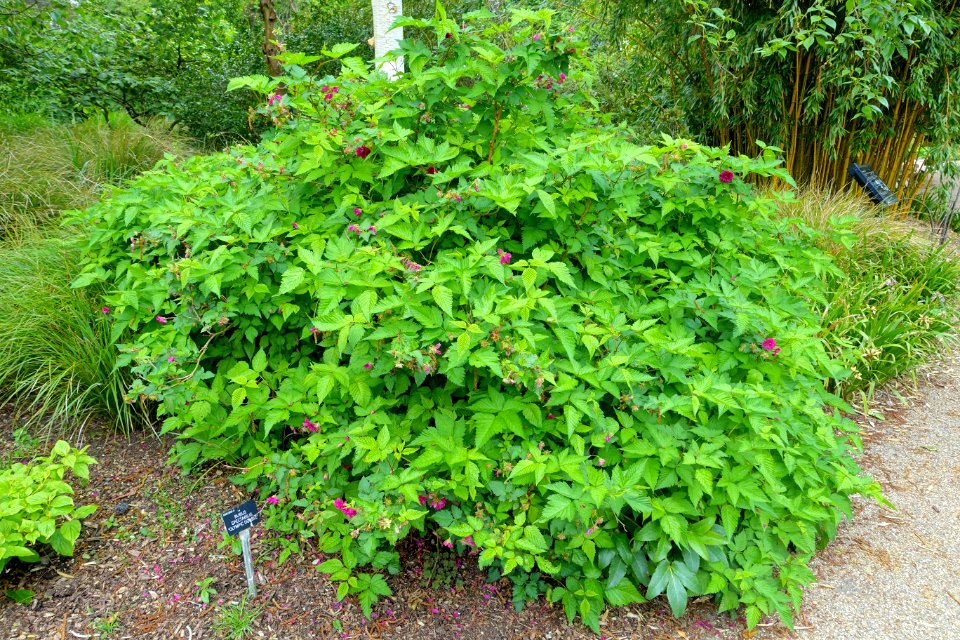 Rubus spectabilis 'Olympic Double' - Hillier Gardens - Romsey, Hampshire, England - DSC04483