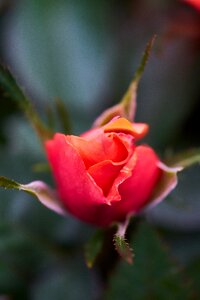 Red rose macro garden