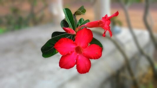 Flowers annual champa