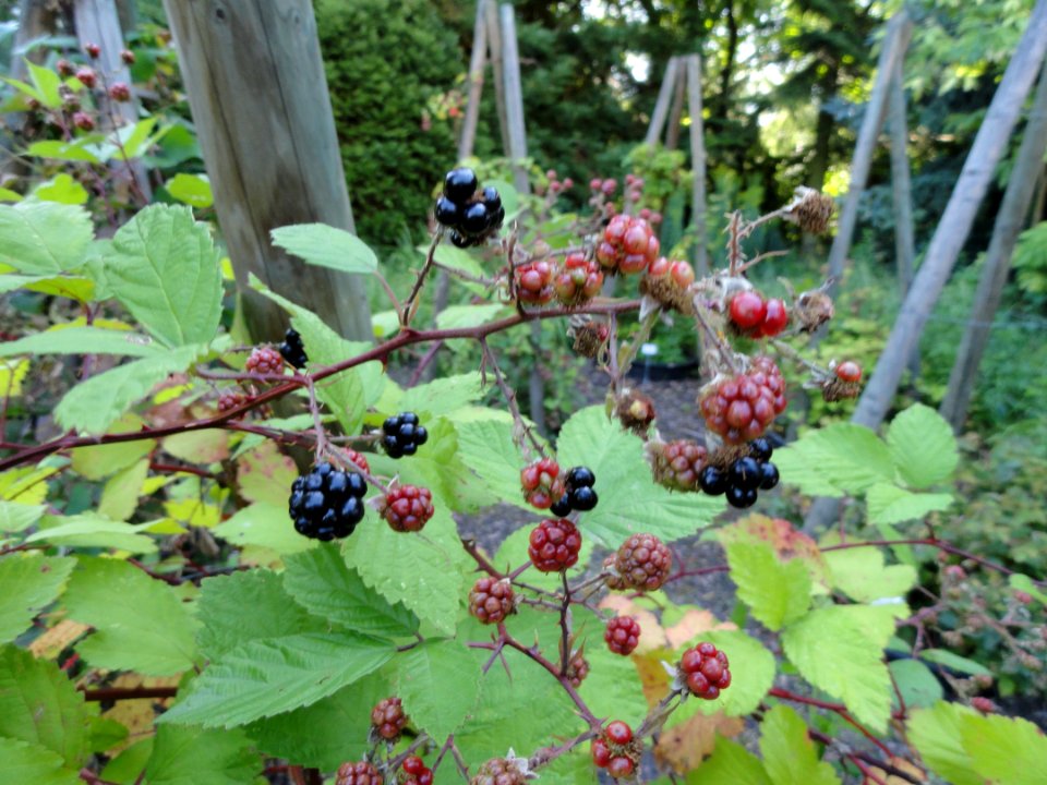 Rubus atrovinosus - Botanischer Garten, Frankfurt am Main - DSC02475