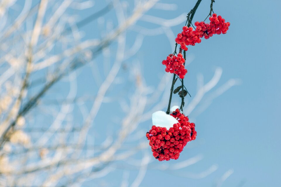 Snow nature cluster