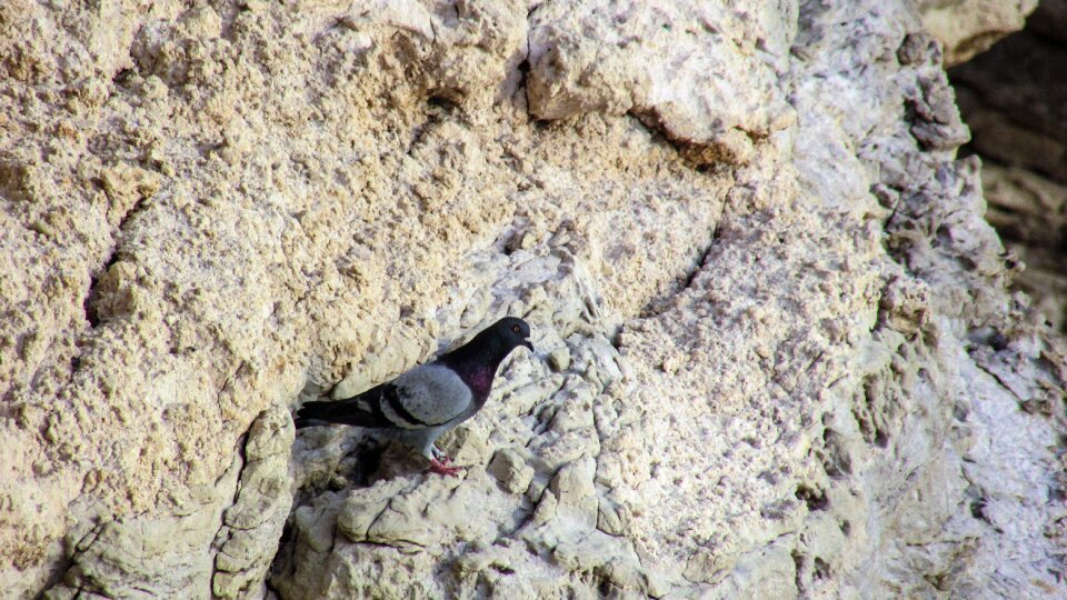 Nature wildlife rocky coast photo