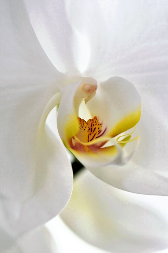 Bloom white nature