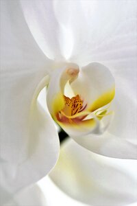 Bloom white nature
