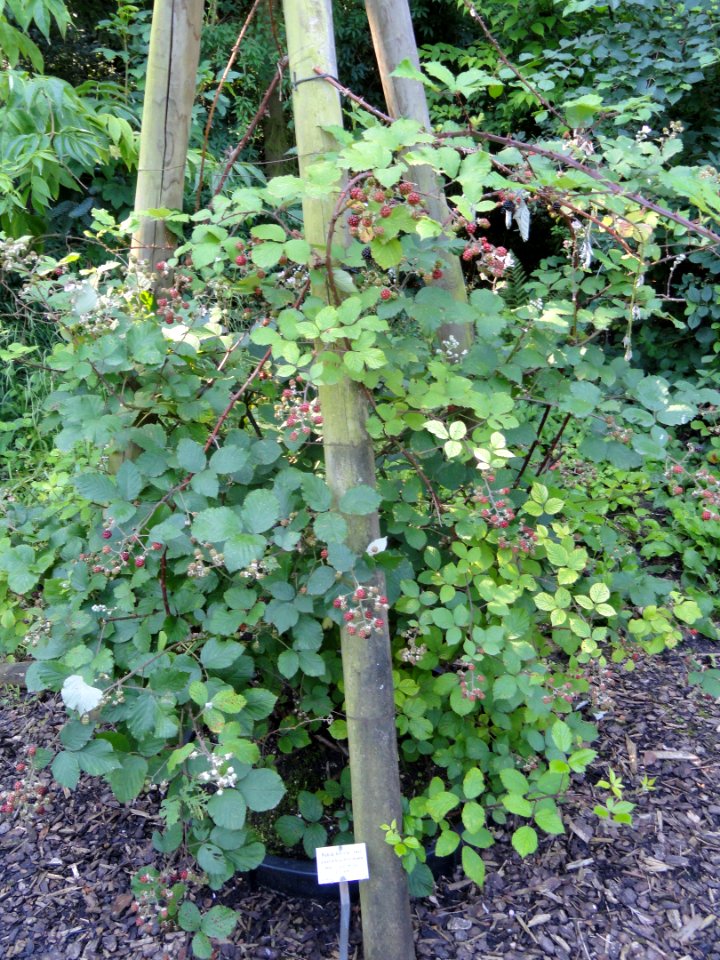 Rubus bifrons - Botanischer Garten, Frankfurt am Main - DSC02469
